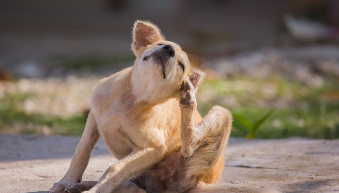 La dermatose de mon chien peut-elle être soulagée naturellement ?